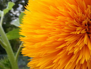 floare